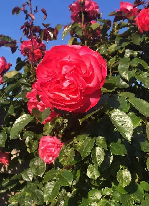 La Vie en Rose Zierikzee-1
